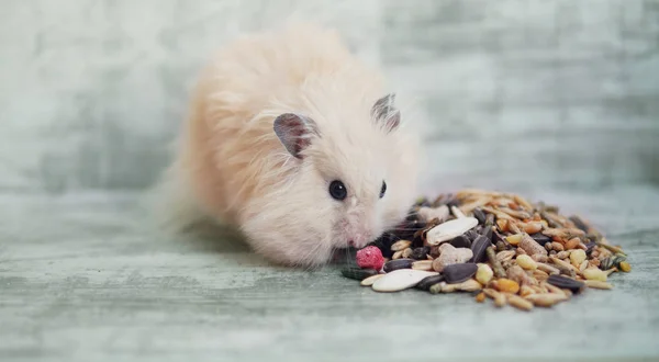 Fluffiga Hamster Äter Spannmål Och Nötter Shabby Bakgrund — Stockfoto