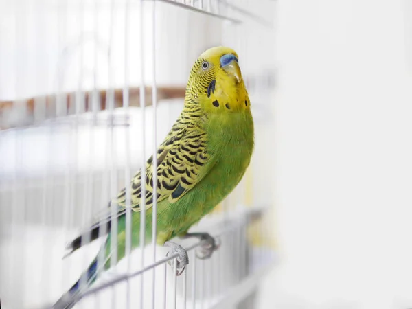 Perruche Zébrée Assise Sur Grille Cage — Photo