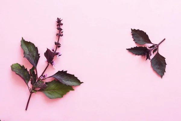 Composição Floral Com Folhas Manjericão Sobre Fundo Rosa — Fotografia de Stock