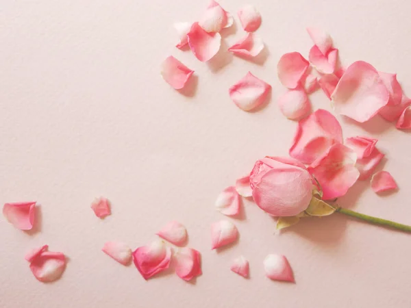 Roze Roos Met Bloemblaadjes Roze Oppervlak — Stockfoto