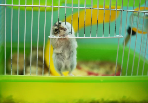 Djungarian Hamster Bijten Ijzer Cel — Stockfoto