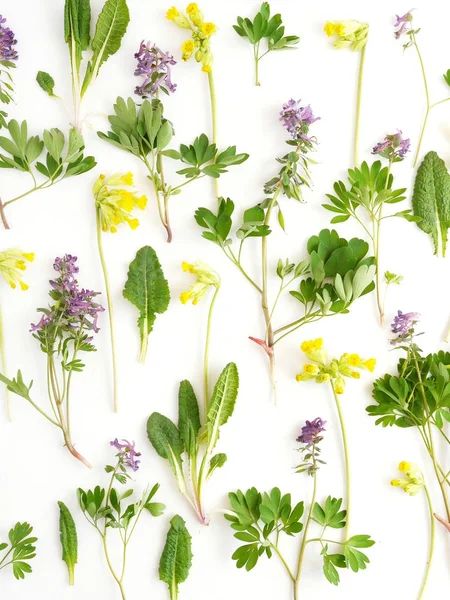 Botanische Komposition Mit Wildblumen Und Blättern Auf Weißem Hintergrund — Stockfoto