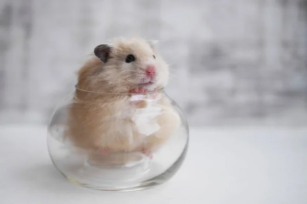 Pequeno Hamster Bege Claro Descansando Vaso Vidro — Fotografia de Stock