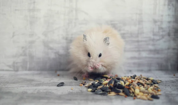 毛茸茸的仓鼠在简陋的背景下吃谷物和坚果 — 图库照片