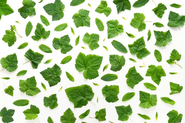 Pattern with different kinds of leaves isolated on white background