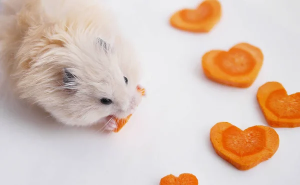 Pequeno Hamster Bege Luz Comendo Corações Cenoura — Fotografia de Stock