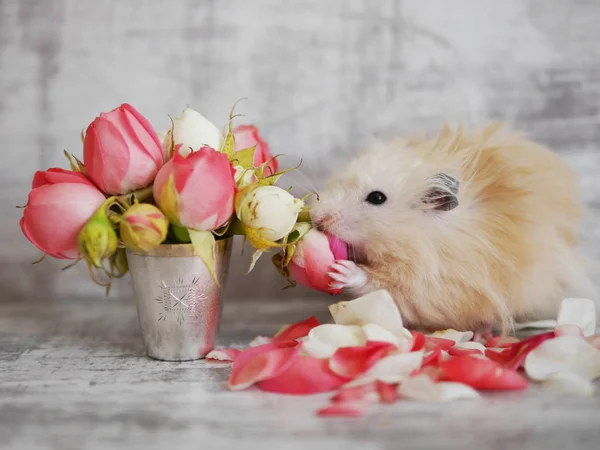 ハムスター座っているバラのブーケと花を食べる — ストック写真