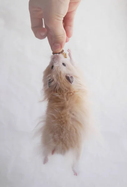 Pequeno Hamster Bege Claro Alimentando Pelo Proprietário — Fotografia de Stock