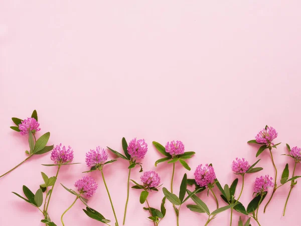 Composición Floral Con Trébol Hojas Sobre Fondo Rosa —  Fotos de Stock