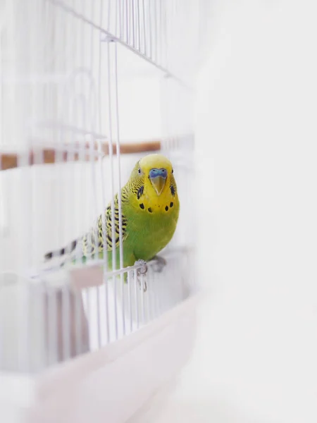  kafes ızgara üzerinde oturan zebra parrakeet