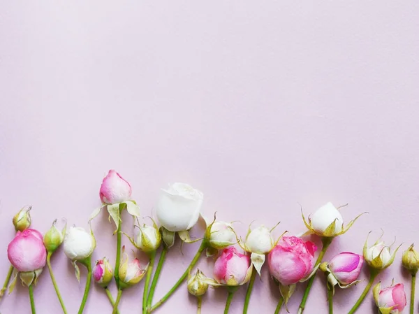Rosa Rosas Brancas Com Pétalas Superfície Roxa — Fotografia de Stock