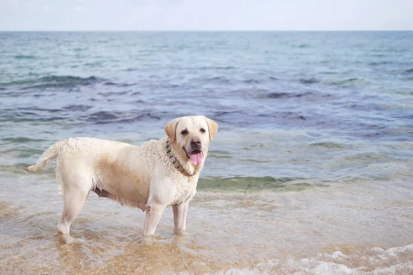 Dog Labrador Playing Background Sea — Stock Photo, Image