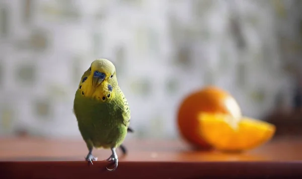 Zebra parrakeet meyve yakınındaki masada yürüyüş