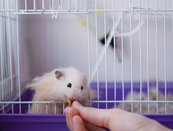 Liten Hamster Äter Mat Från Händerna Ägare — Stockfoto