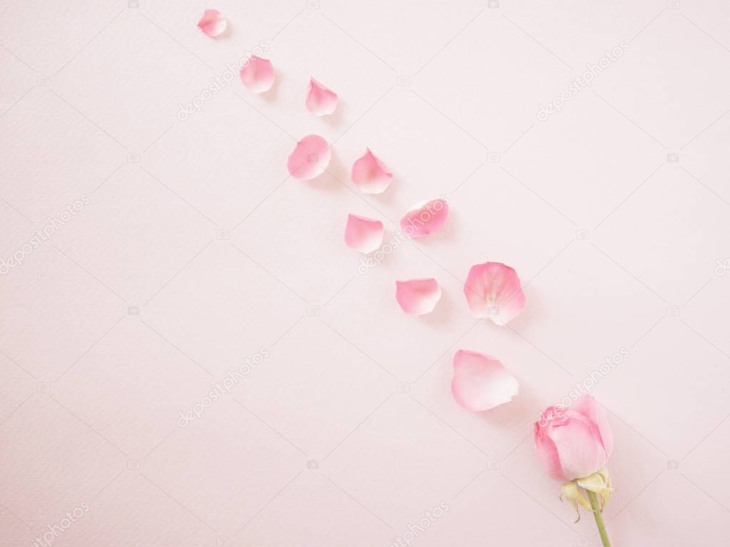 Pink rose with petals on pink surface