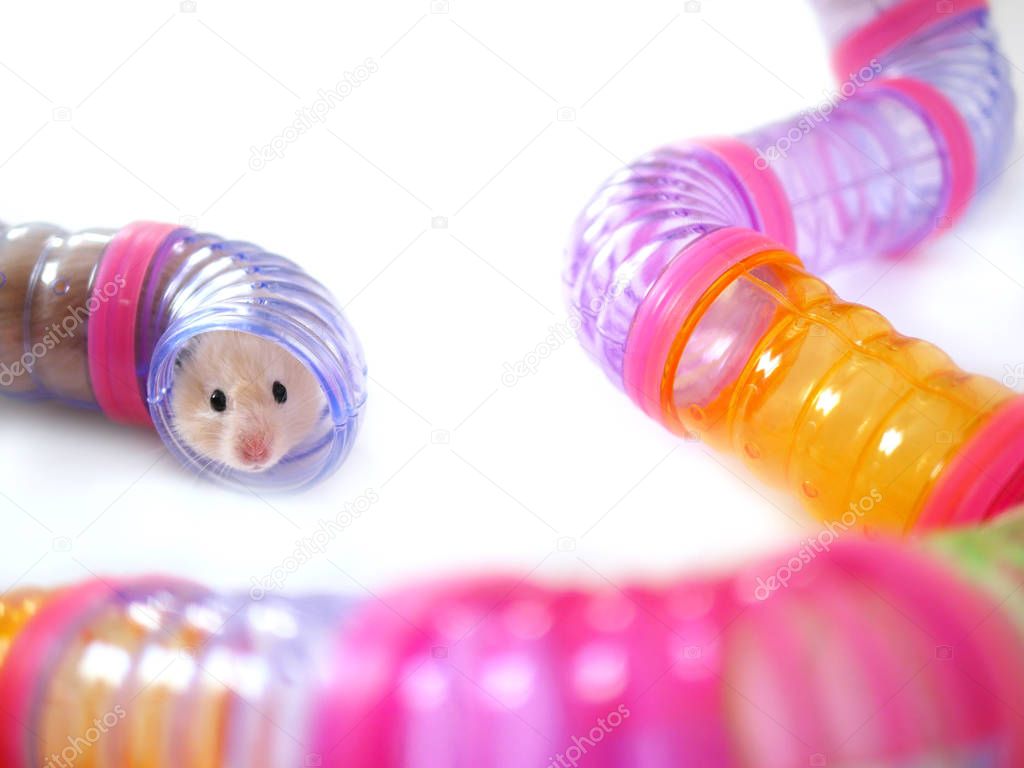 Small hamster creeping in colorful labyrinth