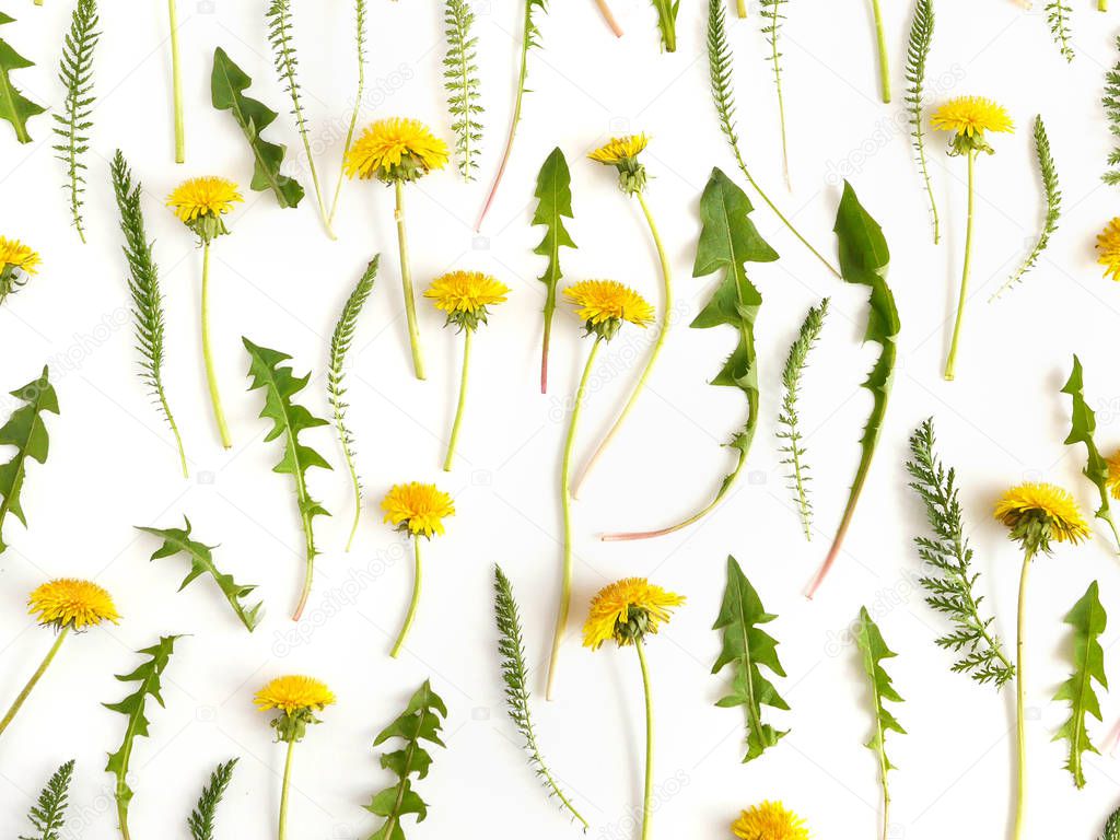 Botanical composition with yellow flowers and green leaves isolated on white background