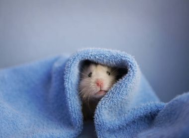 Mavi kapak altında bej hamster