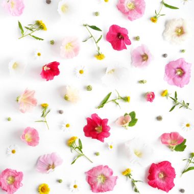 Hollyhocks, karahindiba ve chamomiles beyaz zemin üzerine çiçek kompozisyonu