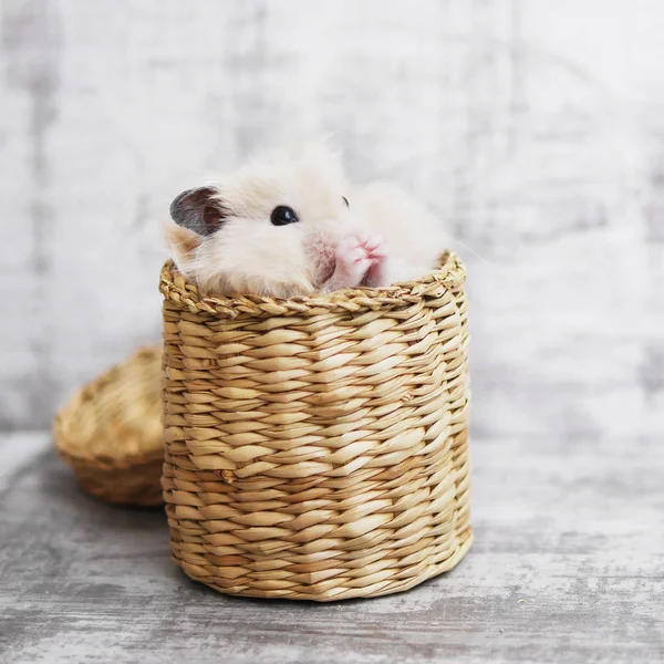 Küçük Hamster Rattan Sepet Içinde Gizleme — Stok fotoğraf