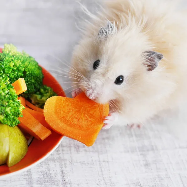 Pequeño Hámster Comiendo Corazón Forma Zanahoria Verduras —  Fotos de Stock