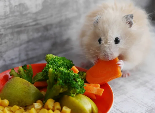 小仓鼠吃心形胡萝卜和蔬菜 — 图库照片