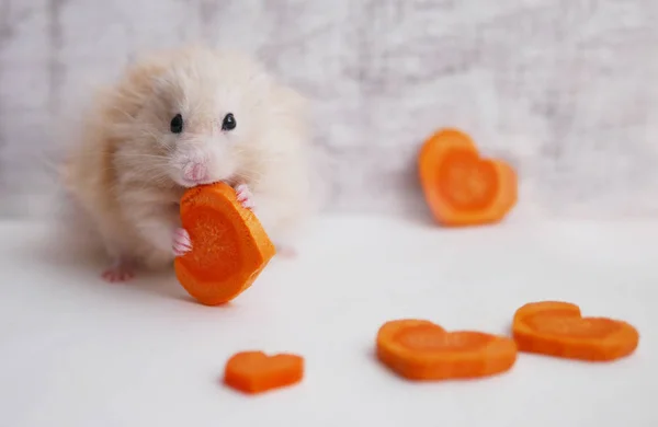 Pequeno Hamster Comendo Cenouras Forma Coração — Fotografia de Stock