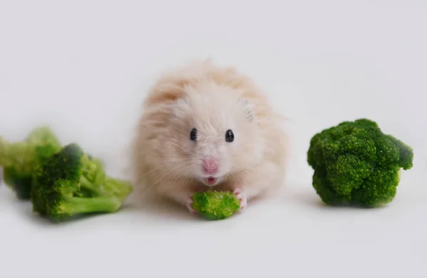 Pequeno Hamster Comendo Brócolis Superfície Branca — Fotografia de Stock