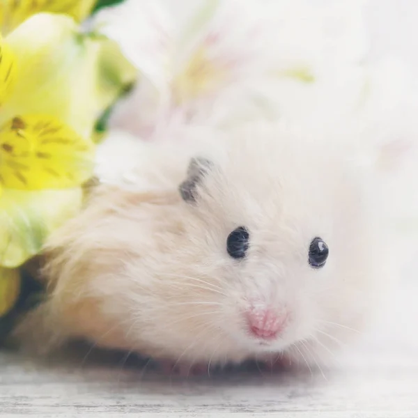 Weergave Van Beige Hamster Met Wazig Hamster Achtergrond Sluiten — Stockfoto