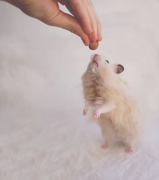 Hamster Comendo Noz Mão Humana — Fotografia de Stock