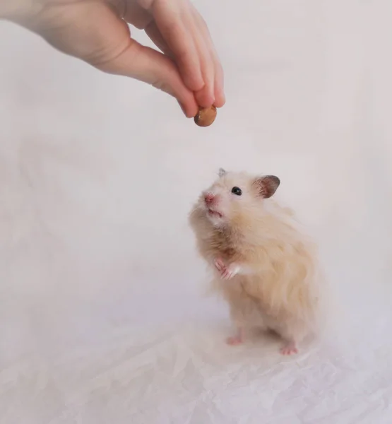 Hamster Olhando Noz Mão Humana — Fotografia de Stock