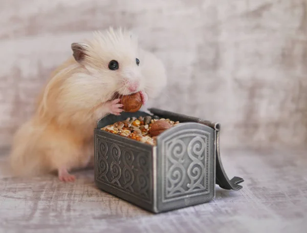 Göğsünden fındık yemek bej hamster