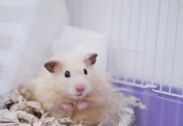 Pequeno Hamster Sentado Serragem Sua Gaiola — Fotografia de Stock