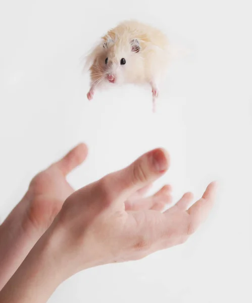 Hamster Volant Dessus Des Mains Humaines — Photo