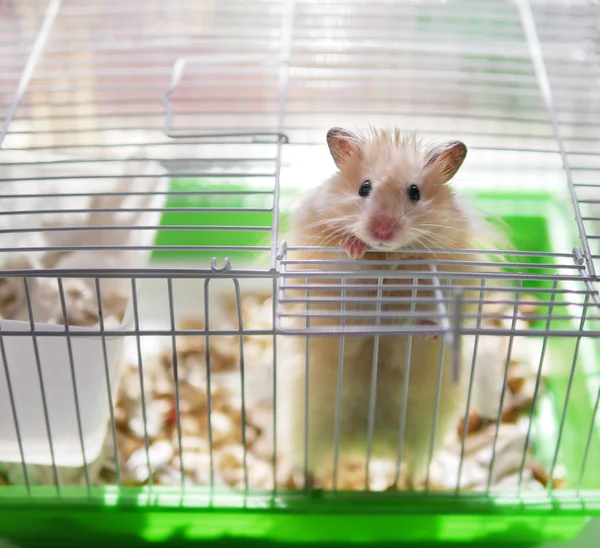 Pequeno Hamster Olhando Para Fora Gaiola — Fotografia de Stock