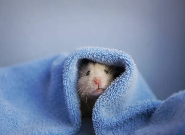 Hamster Beige Bajo Cubierta Azul — Foto de Stock