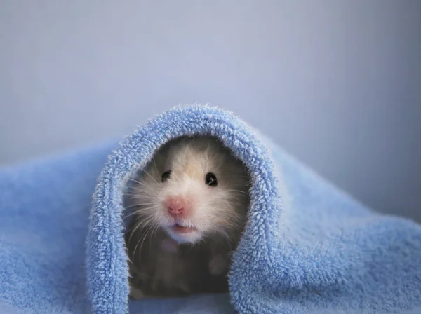 Hamster Beige Sous Couverture Bleue — Photo