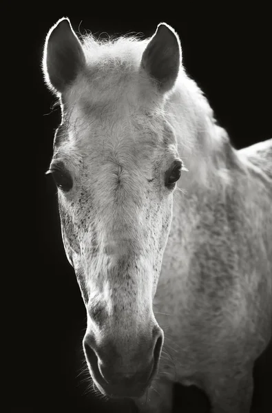 Siyah arka plan üzerine siyah beyaz at başı Görünümü Kapat