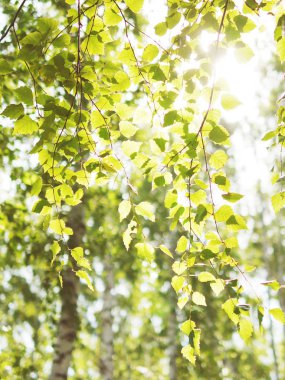 parlak güneş ışığı ile dallar yeşil huş ağacı yaprakları, yakın çekim
