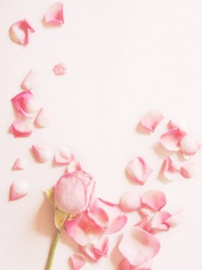 Pink roses and petals on pink background, top view with copy space clipart