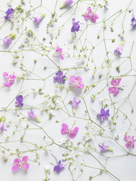 Zomer Samenstelling Met Planten Bloemen Geïsoleerd Witte Achtergrond — Stockfoto