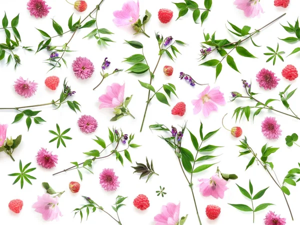 Composition Plants Wild Flowers Raspberries Isolated White Background — Stock Photo, Image