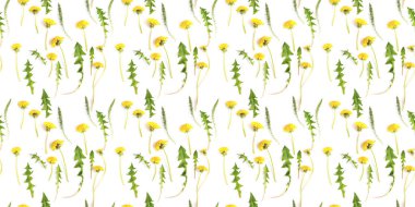 Çiçek arka plan. Bitkiler, sarı kır çiçeği karahindiba, Dikişsiz desen yatıyordu, en iyi görünüm düz beyaz arka plan üzerinde izole. Yaz, kavramı Bahar, anneler günü, 8 Mart