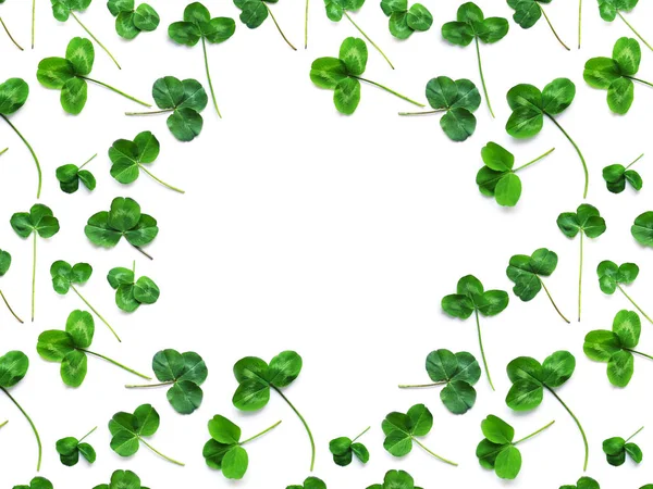 Yeşil yonca, tatil St patrick's day sembolüdür. Yonca yaprağı izole beyaz arka plan, üstten görünüm, düz lay seamless modeli