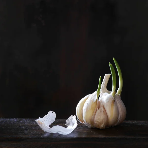 Ajo Germinado Con Brotes Verdes Sobre Fondo Negro — Foto de Stock