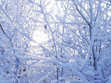 Kar görünümünü dalları güneşli gün kapalı.