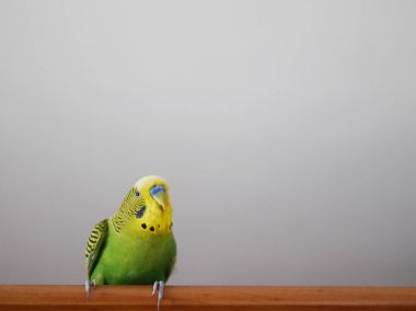 Lovely budgerigar with yellow and green plumage looking at you before white wall clipart