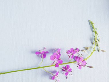 kır çiçekleri mavi zemin üzerine yakın çekim 