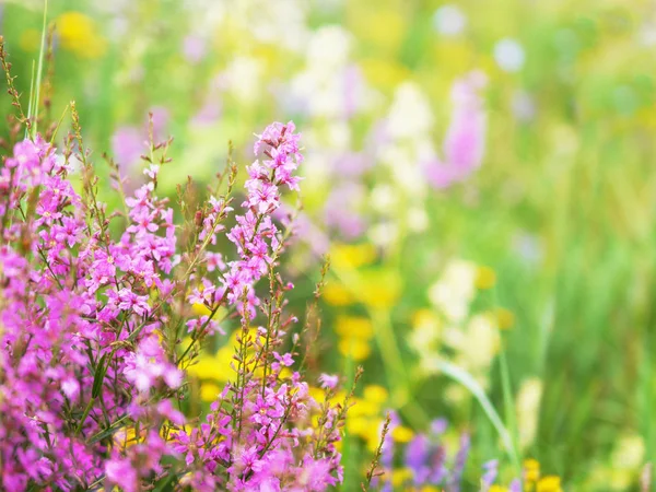 阳光明媚的夏日田野上的花朵 — 图库照片
