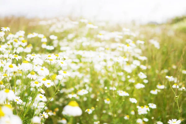 Квіти Літньому Полі Сонячний День — стокове фото